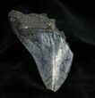 Inch Georgia Megalodon Tooth #1374-1